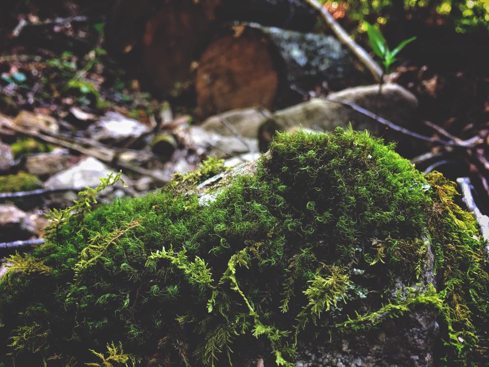 bushcraft overnighter