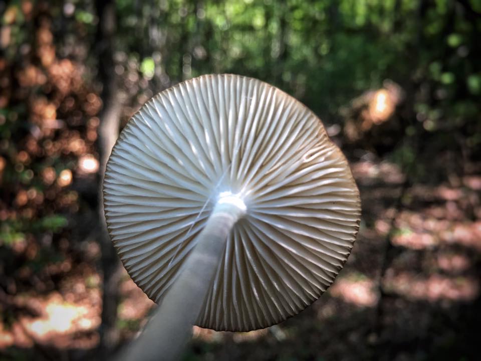 bushcraft overnighter