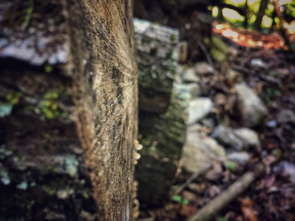 bushcraft overnighter