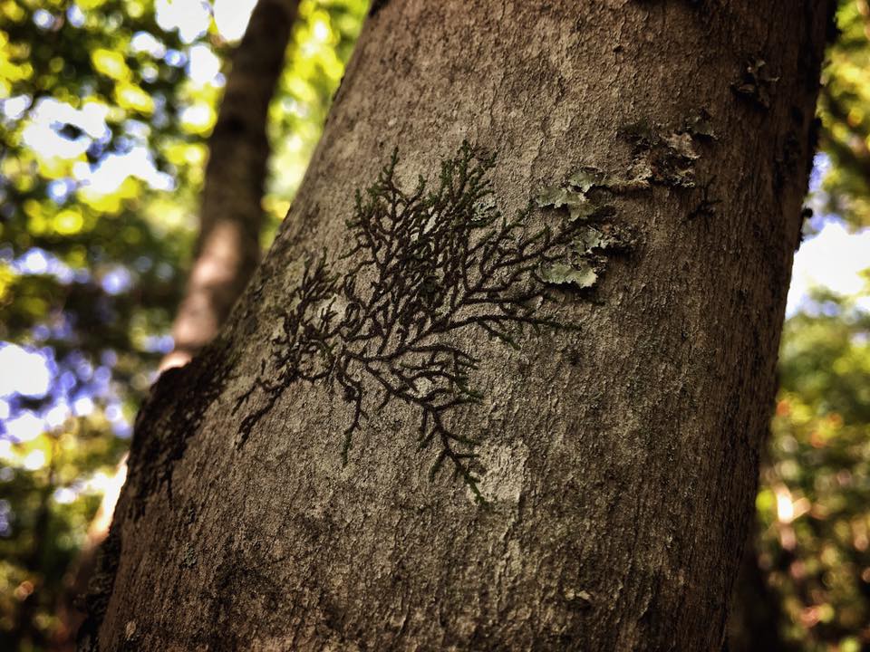 bushcraft overnighter