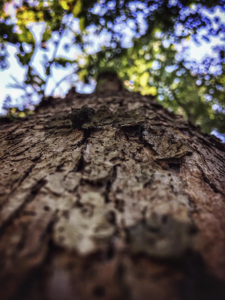 bushcraft overnighter